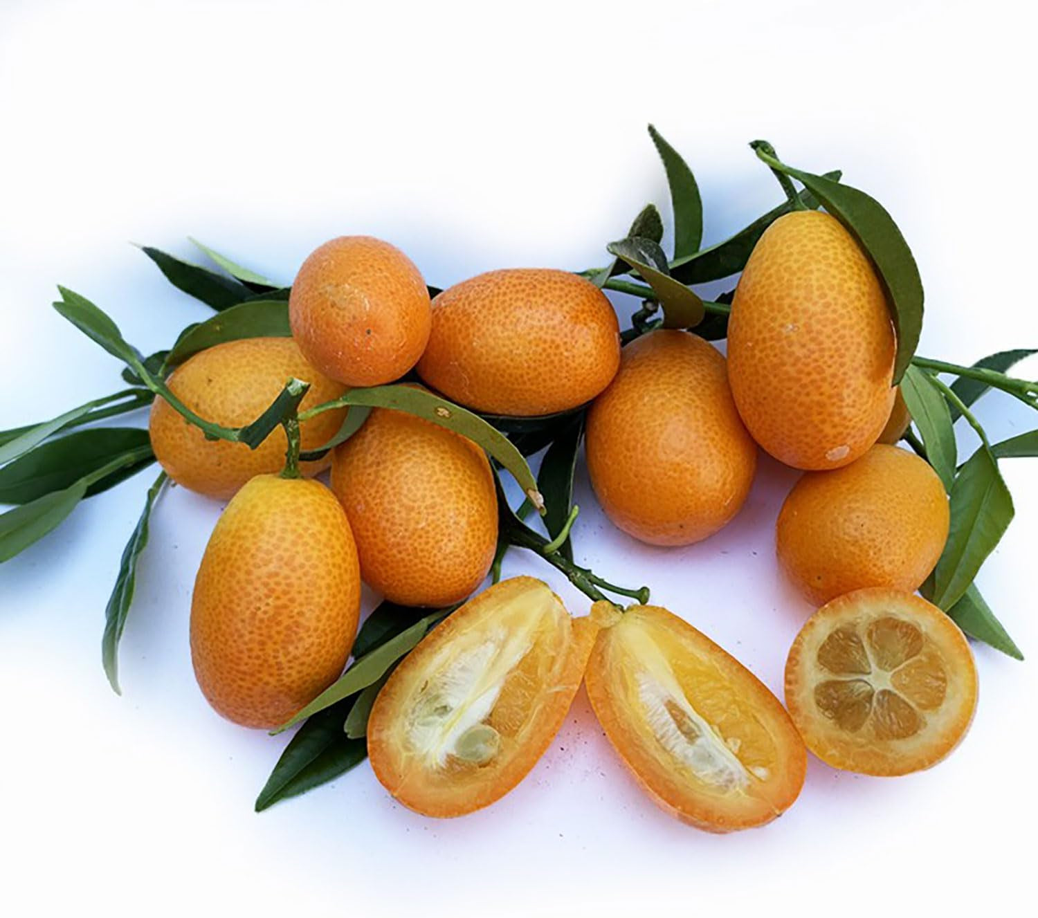 SAVINI VIVAI Kumquat-Pflanze, Chinesischer Mandarin-Kumquat-Zitrusbaum Im 20 Cm Topf, Höhe 70 Cm, 2-3 Jahre Veredelung, Hergestellt in Italien
