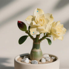Winterhart pflanzen, Gift, Mysteriöse magische Glühbirne,Lebende Pflanzen,Mehrjährige Blumenzwiebel ist winterhart,Blumenzwiebel Mix-2Wüstenrose knollen-C