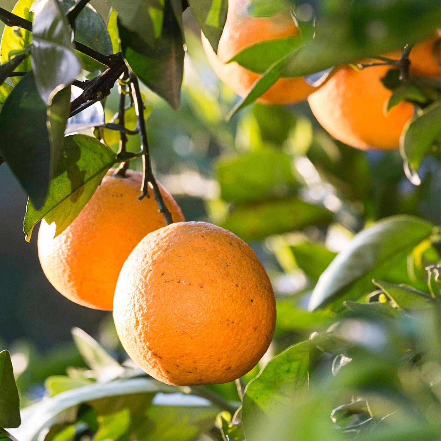 WELEDA Bio Kids 2-in-1 Shampoo und Duschgel, orange, geeignet für Kinder ab drei Jahren (1 x 150 ml) Mutter und Kind Naty Shop