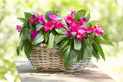 Coș de flori Dehner din ratan cu mâner, aprox. 46 x 39 x 18 cm, țesătură de ratan, gri/maro