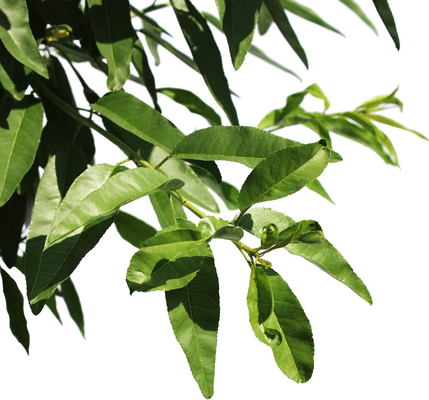 KENTIS - Mandelbaum - Prunus Dulcis - Echte Freilandpflanzen - Obstpflanze - Kulturtopf Ø 28 Cm