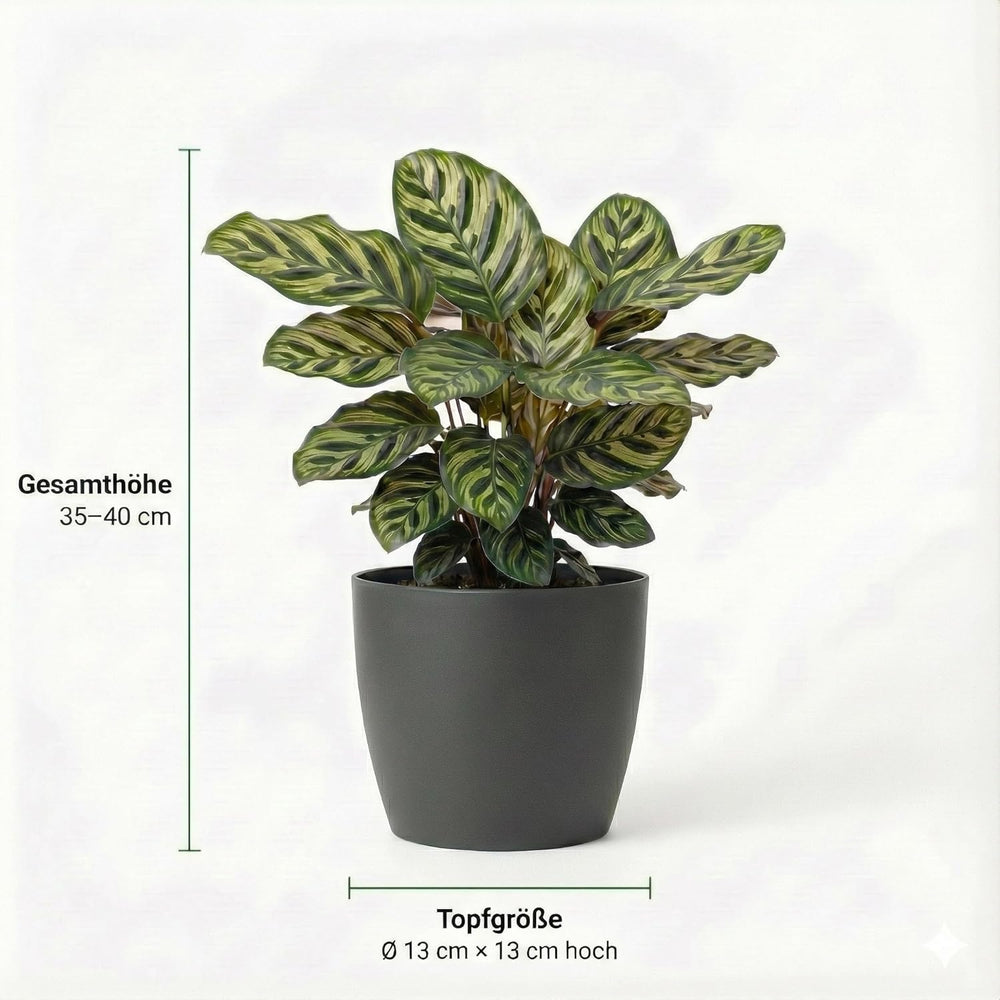 Vdvelde.Com - Luftreinigende Pflanzen Anthrazit 6 - Tierfreundliche Grüne Zimmerpflanzen - Einfacher Und Geringer Lichtbedarf - Ø12 Cm ↥Ca.40 Cm