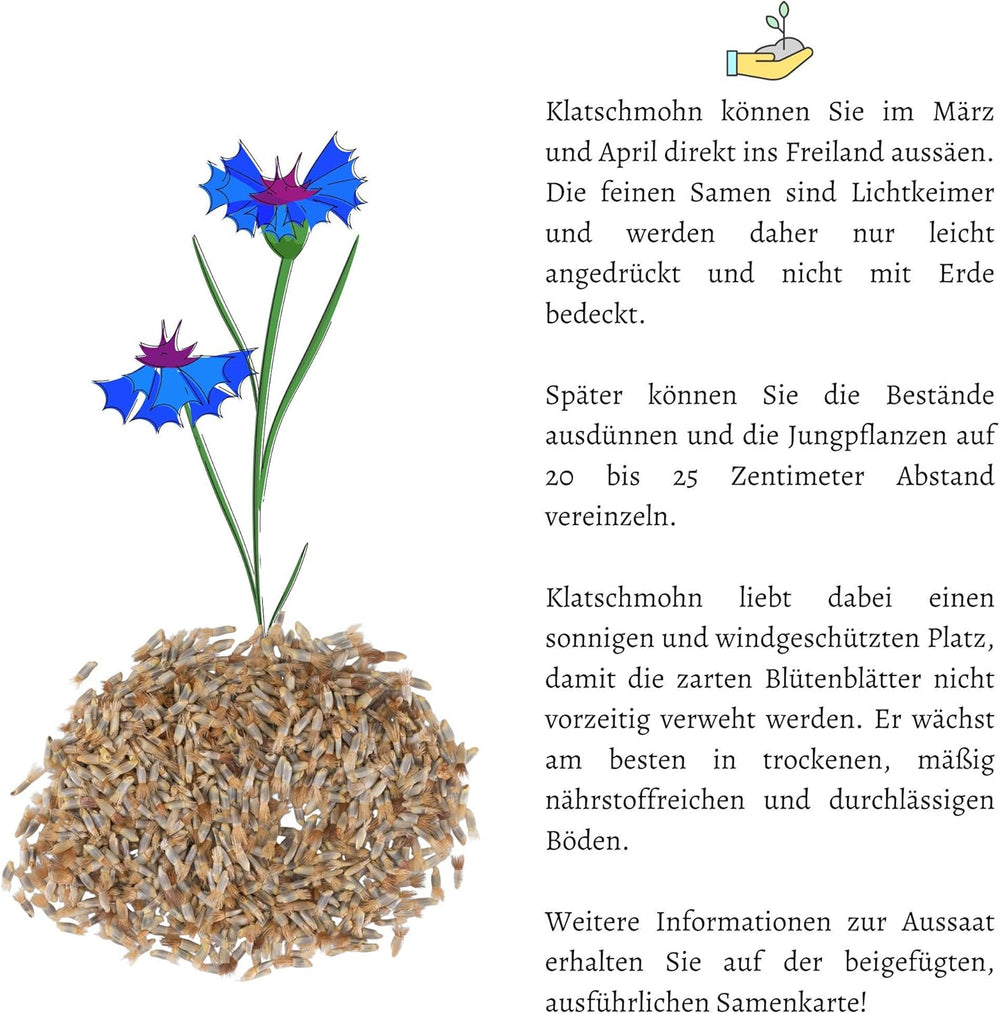 Kornblumen Samen (Centaurea Cyanus) - Wunderschön Leuchtende Blumen Mit Langer Blütezeit Für Eine Bunte Blumenwiese (Rot, 1000 Korn, 80 Cm)