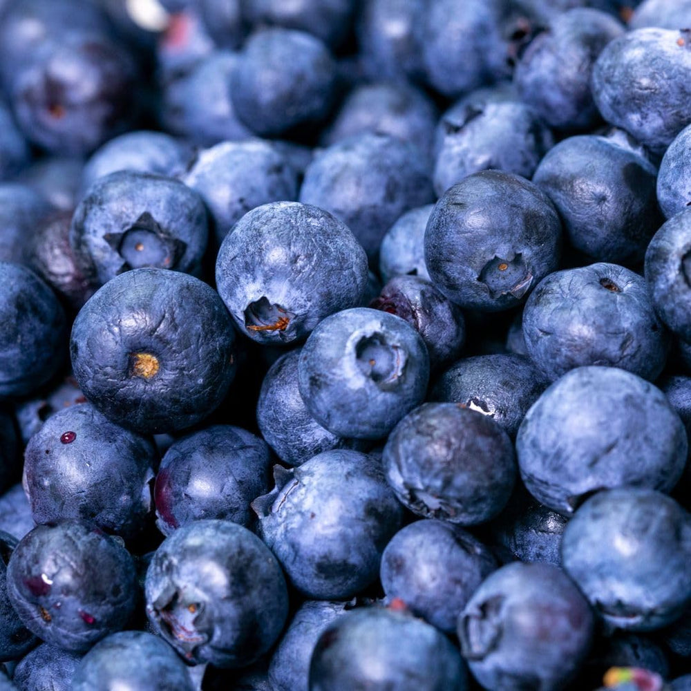 Schwarze Blaubeeren Riesige Amerikanisch Vielfalt Elliot - Obstpflanze Antik Auf Blumentopf 20 - Baum Max 50-100 Cm – 2 Jahre Anbau Italien