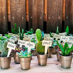 Vdvelde.Com - Ecoworld Mini Sukkulenten Set Echt - 10 Verschiedene Arten Sehr Pflegeleicht, Benötigen Wenig Wasser - 10 Mini Sukkulente Echte Pflanzen Ø 6 Cm - Höhe 8-15 Cm