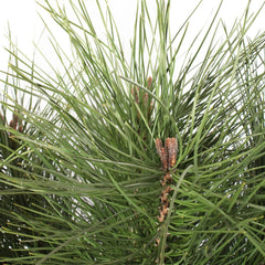 KENTIS - Pinus Pinea - Kiefernpflanze - Kiefer Baum - Winterharte Pflanzen Für Garten - Gartenpflanzen - Hoch 125-150 Cm Topf Ø 30 Cm