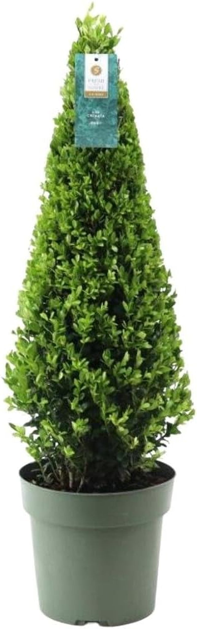 Plants by Frank | Echte Stechpalme Kugel | 1X Ilex Crenata 'Jenny' 20 Cm & 1X Kugel 25 Cm | Set Von 2 Stück | 20-25 Cm Ø Durchmesser | Buchsbaum Ersatz | Gartenpflanzen | Buchsbaum