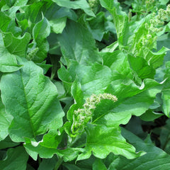 Guter Heinrich (Chenopodium Bonus-Henricus) 90 Bio-Samen Wilder Spinat