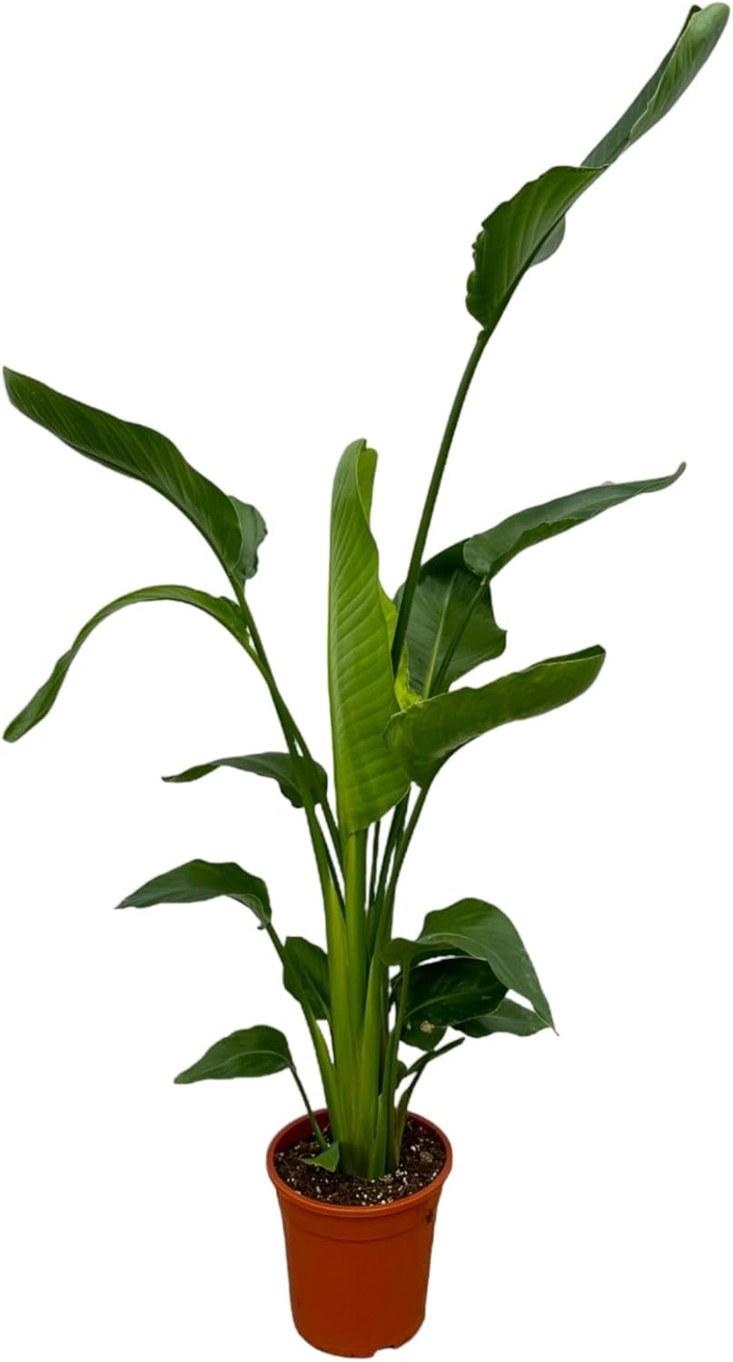 Trendyplants - Strelitzia Nicolai - Paradiesvogelblume - Zimmerpflanze - Höhe 160-180 Cm - Topfgröße Ø24Cm