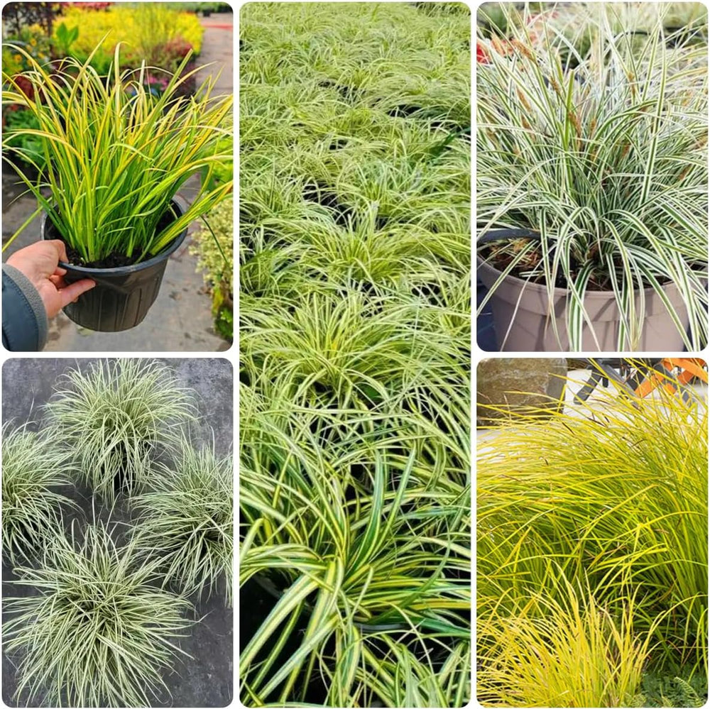 Carex Oshimensis Evergold Grünpflanzen Bodendecker Schattenpflanzen Garten Immergrüne Sträucher Winterhart Steingartenpflanzen Herbst Deko Sträucher Für Den Garten Gartenpflanzen Für 300Samen