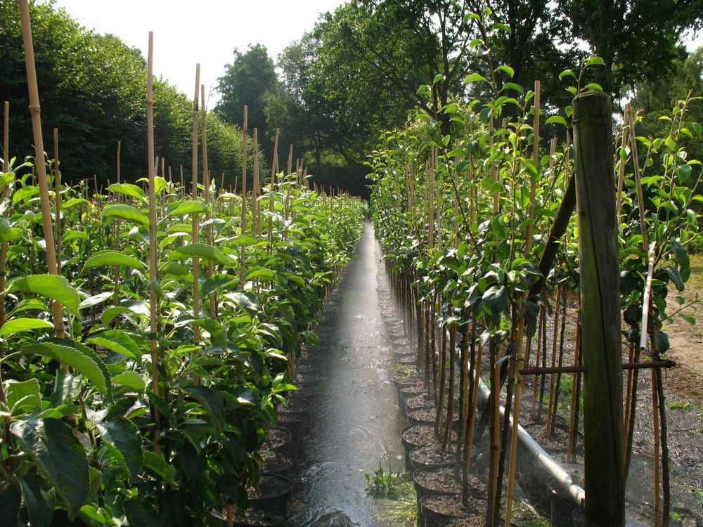 Prunus Avium 'Große Schwarze Knorpelkirsche' 120–150 Cm – Winterhart & Mehrjährig – Kirschbaum – Obstbaum Für Garten & Obstwiese