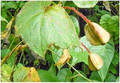 Stk - 10X Begonia Ignea Ziersträucher Garten Pflanzen - Samen ID340 -