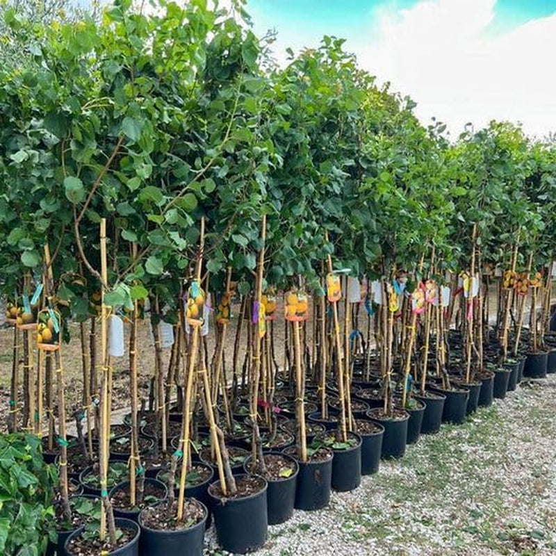 Aprikosenbaum Pellecchiella Obstbaum Im Topf 20 Cm Höhe Ca. 170 Cm – Alter 2 Jahre - Italienische Gärtnerei