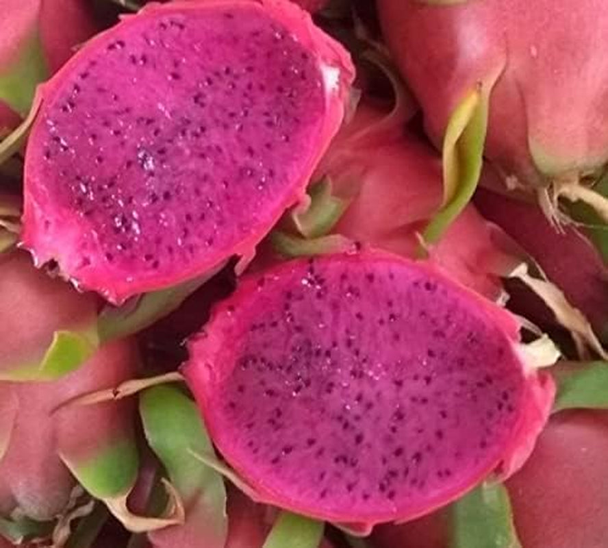 3 Pitaya-Pflanzen, Verschiedene Sorten, Gelb, Rot, Weiß, 30 – 40 Cm, Drachenfrucht, Zamoran, Guyute, Golden Yellow Vivaio Amazonseeds