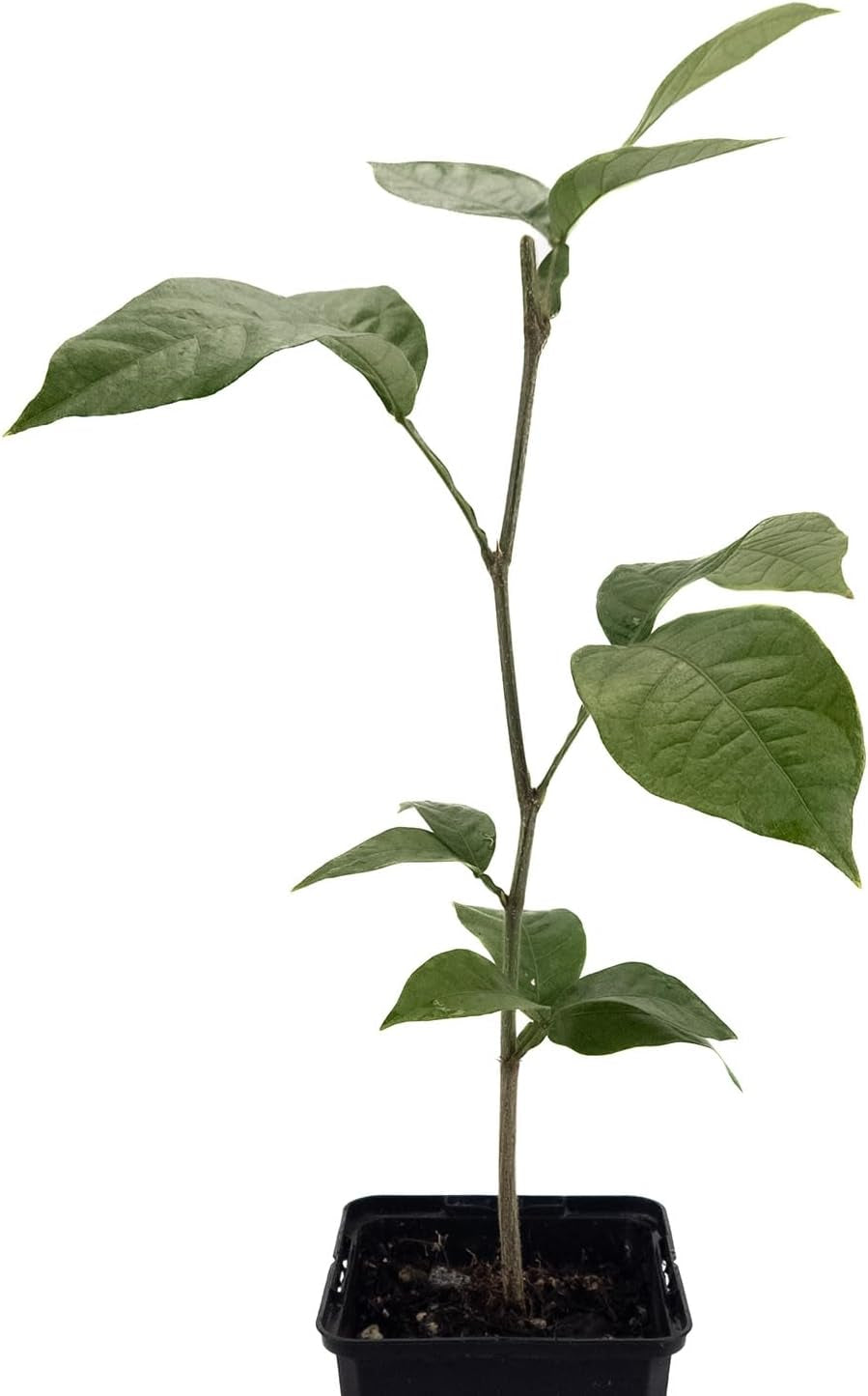 1 Eiscremebohne | Aus Samen Gezogen Im 9Cm Topf | Inga Edulis | Selten in Der EU | Südamerika | Affenschwanz-Inga | Joaquiniquil | Cuaniquil | Guama | Guaba | Zimmerpflanze