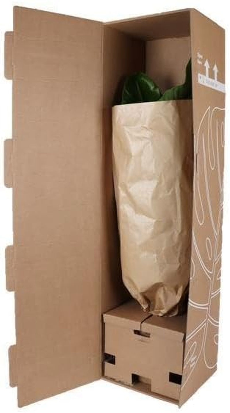 Trendyplants Special - Euphorbia Lactea Cristata Grün - Kaktus - Höhe 25-45 Cm - Topfgröße Ø12Cm