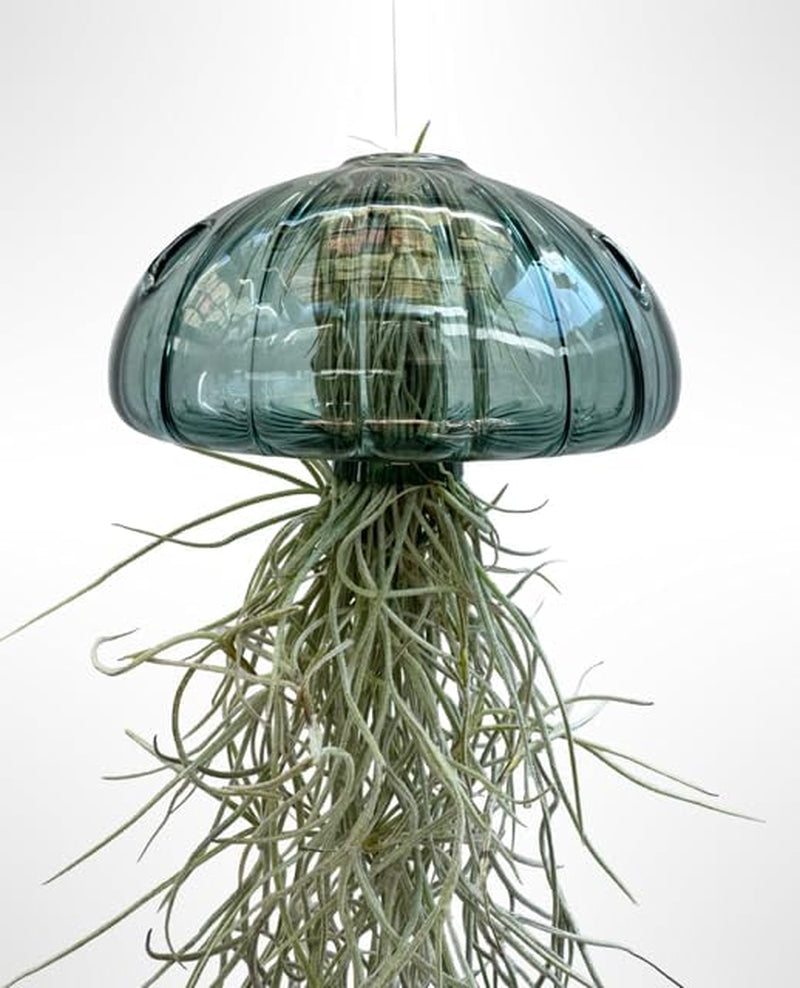 Jellyfish Luftpflanze XL – Smaragdgrüner Glas-Seeigel (Ca. 13 Cm) Mit Tillandsia – Handgemacht & Pflegeleicht – Hängedeko – Geschenkidee – Trendyairplants