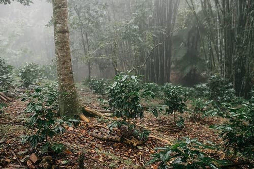 Cafea Arabica mexicană Procurador 1000g