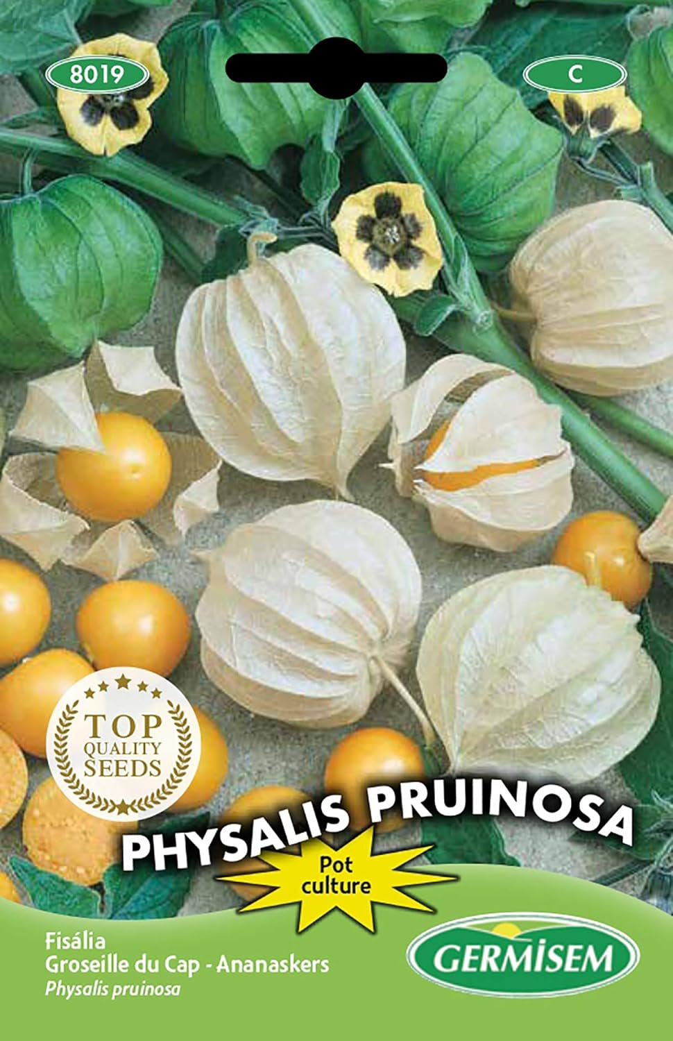 Physalis Edulis, Mehrfarbig, EC8019