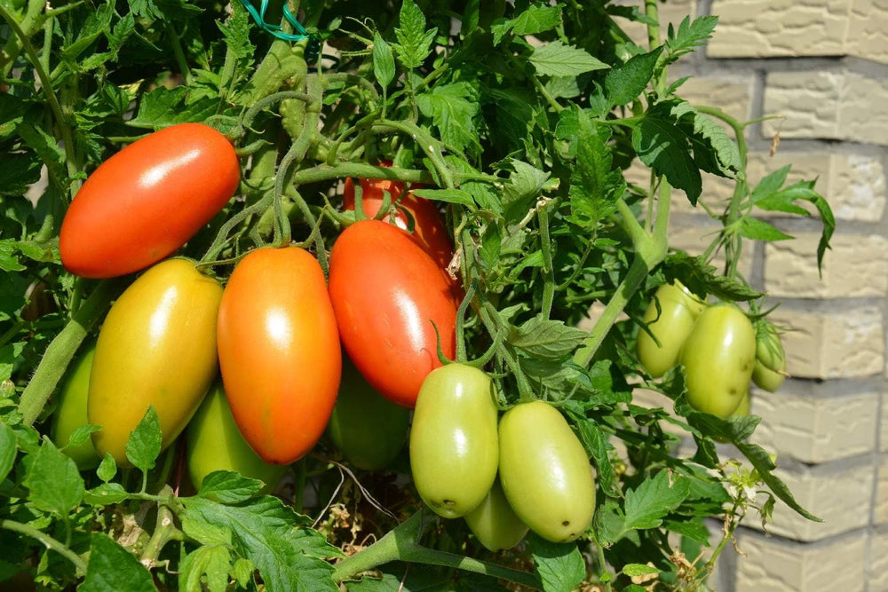 SAFLAX - Garden in the Bag - BIO - Tomate - Roma - 15 Samen - Mit Anzuchtsubstrat Im Praktischen, Selbst Aufstellenden Beutel - Solanum Lycopersicum