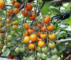 Sungold F1 Cherrytomate Tomatensamen Von Bobby-Seeds Portion