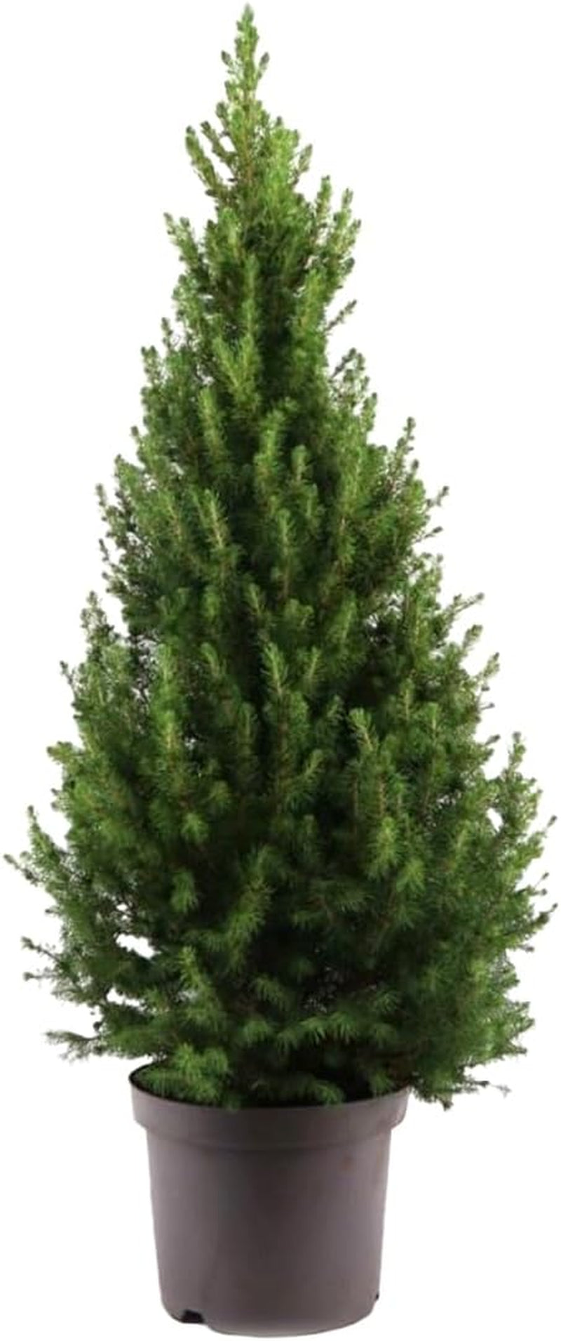 Bloomique - Picea Glauca December - Mini-Weihnachtsbaum - Zwergfichte - Weihnachtsdekoration - Für Drinnen Und Draußen - Winterhart - Immergrün - 80-100 Cm Hoch - Topf 26 Cm
