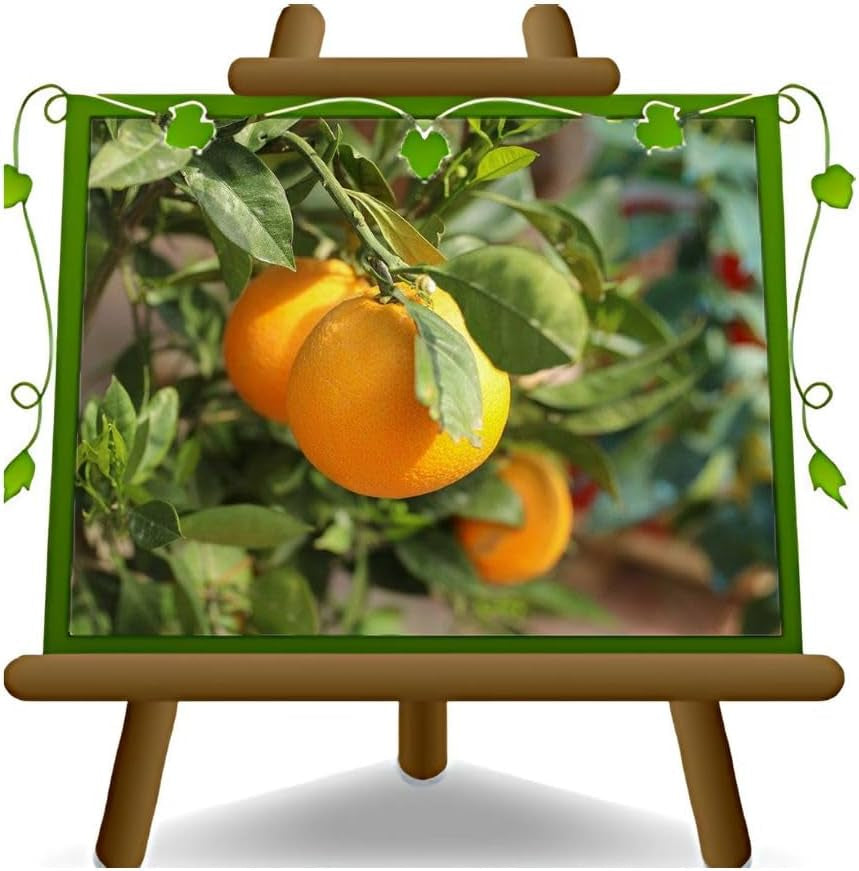 Zitrusorange – Washington Nabel Obstbäume Höhe: 60~80 Cm Vase: Durchmesser 22 Cm