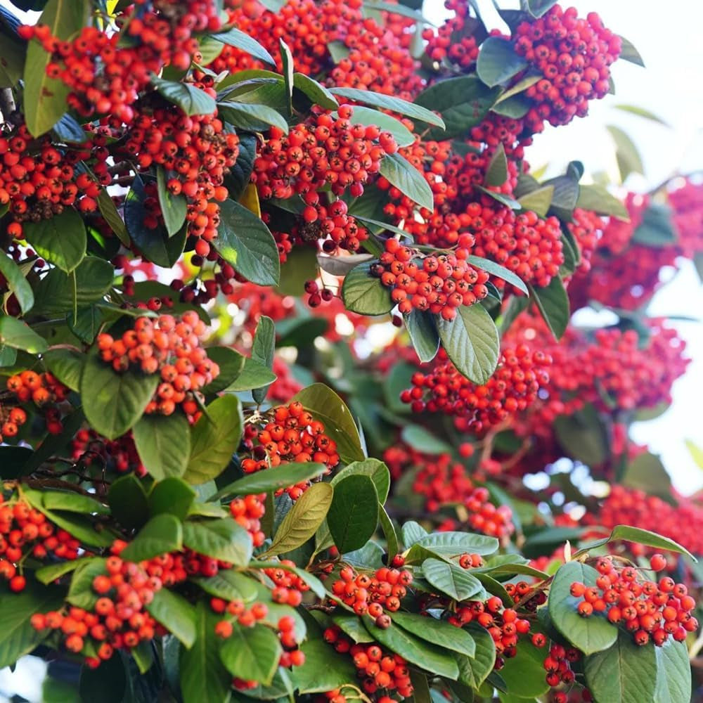 Teppichmispel, Alte Sorten Bodendecker Cotoneaster Dammeri, Garten Herbstblumen Winterhart Baumsamen Blumensamen Gastgeschenk Blühende Sträucher Winterhart 180Samen