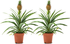 Zimmerpflanzen Set 2Er - 2X Ananas Comosus - Bromelia - Pflanzen Höhe +/- 45Cm Inkl. Topf Ø 12Cm - Aus Professioneller Zucht - Grünpflanzen Zimmerpflanzen - Topfpflanzen Echt