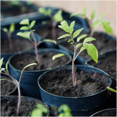 Bio Tomate San Marzano