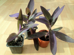 Purple Heart, Wandernder Jude, Queen (Tradescantia Pallida) * 1