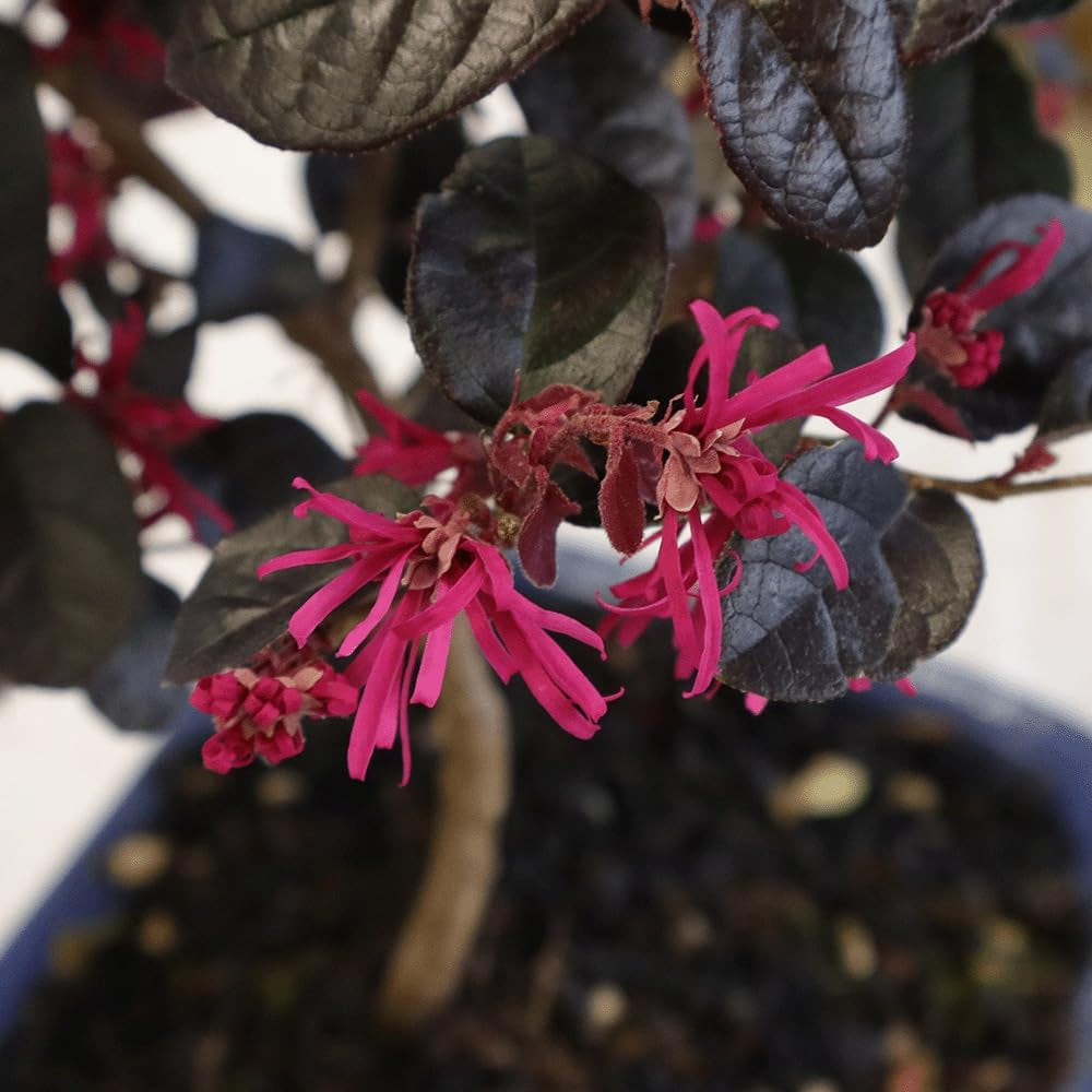 KENTIS - Bonsai Loropetalum - Echter Dekorativer Outdoor-Bonsai - Echte Pflanzen Für Die Balkonterrasse - H 35-40 Cm Topf Ø 21 Cm