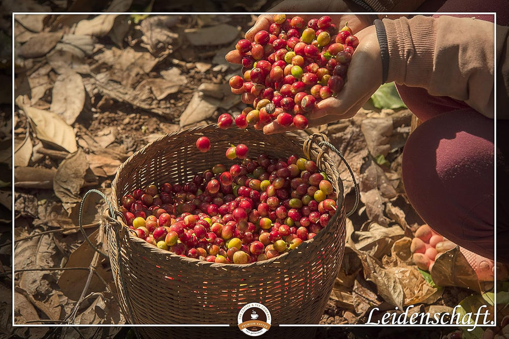Specialitate de cafea din America Centrală: Cafeaua Honduras - O specialitate caraibiană (măcinată) - Cafea de origine unică - Cafea premium - Aciditate scăzută - Prăjită ușor și proaspăt