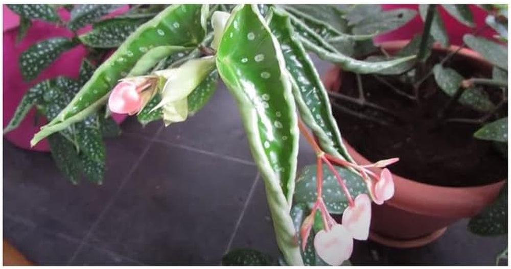 Stk - 10X Begonia Picta Ziersträucher Garten Pflanzen - Samen ID337 -