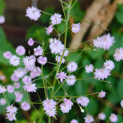 Thalictrum Aquilegifolium Frühlingsblumen, Winterharte Kübelpflanzen Exotische Heilkräuter Zimmerpflanzen Küchenkräuter 45Samen
