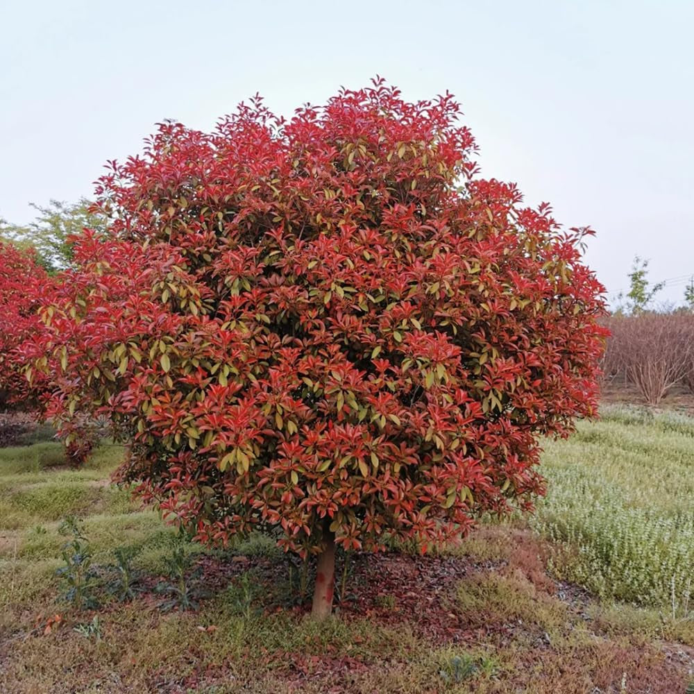 Glanzmispel Red Robin, Sträucher Garten Photinia Fraseri Red Robin, Exotische Gartenpflanzen Winterhart Mehrjährig 800Samen