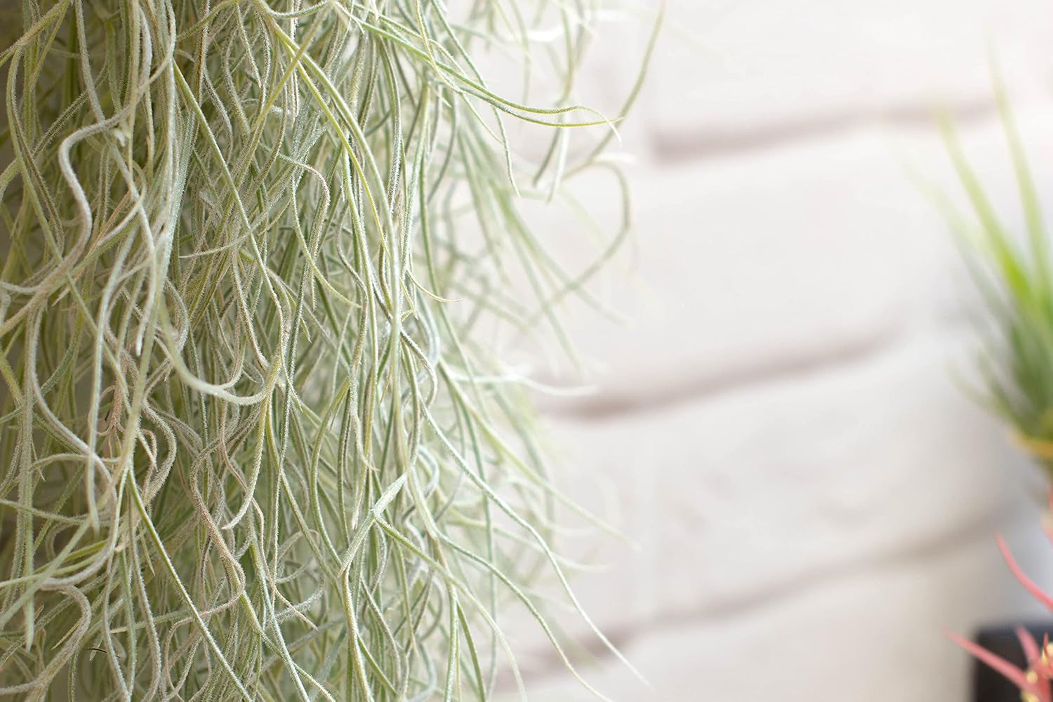 Air Plant Tillandsien Usneoides - Feenhaar Weiß - Tillandsien Hängend – Hängepflanze – Hängedeko - Luftpflanzen Hängend - Feenhaar Weiß - Pflanze Ohne Erde (1, 20-30 Cm)