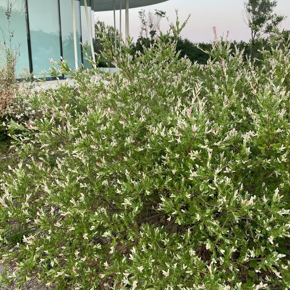 Harlekinweidesamen, Balkonpflanzen Salix Integra, Exotische Baumsamen Gartenarbeit Geschenk Kübelpflanzen Sträucher Winterhart Seltene 300Pcs