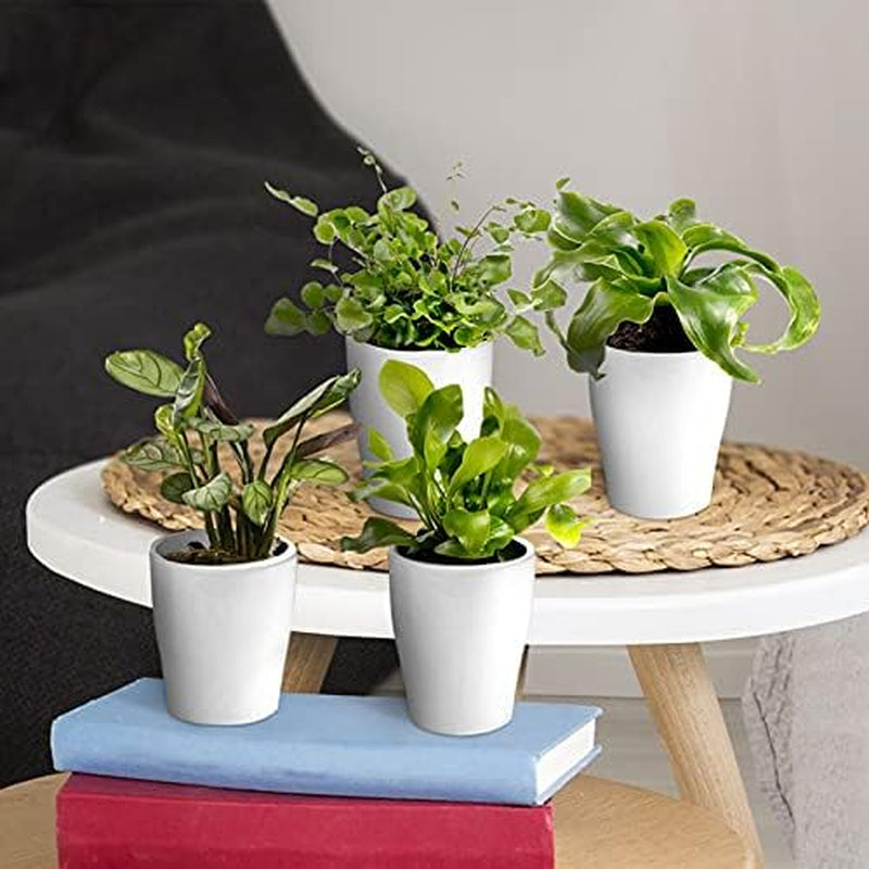 Vdvelde.Com - Mini Plants 10-10 Farne Und Zimmerpflanzen - Ø 6 Cm ↥ Ca. 10 Cm - Ohne Töpfe
