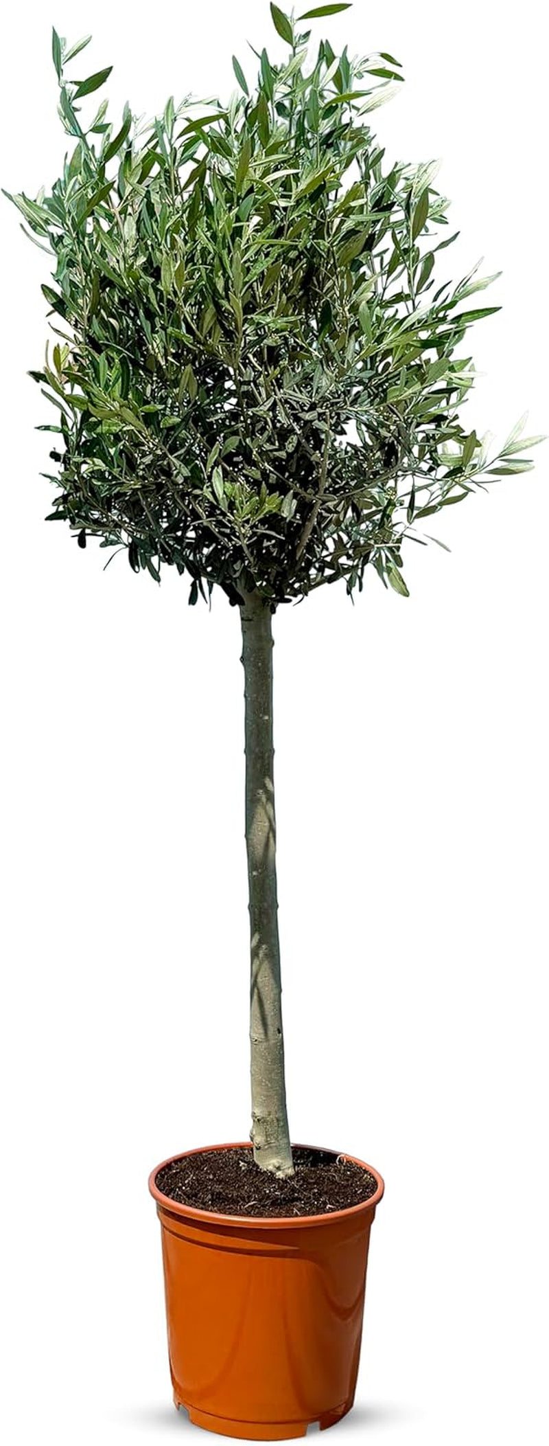 Sunny Tree Olivenbaum Olive '25 Jahre' 160 Cm, A+ Qualität, Winterhart, Olea Lechin Winterhart -18