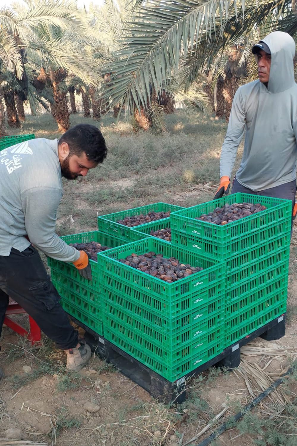 NABALI FAIRKOST FOR ALL Medjoul - Medjool Dates Choice I - 100% natural aromat proaspăt oriental moale I dulce ca mierea și caramelizat I Origine: Palestina I (1x1KG) Produse deshidratate Naty Shop