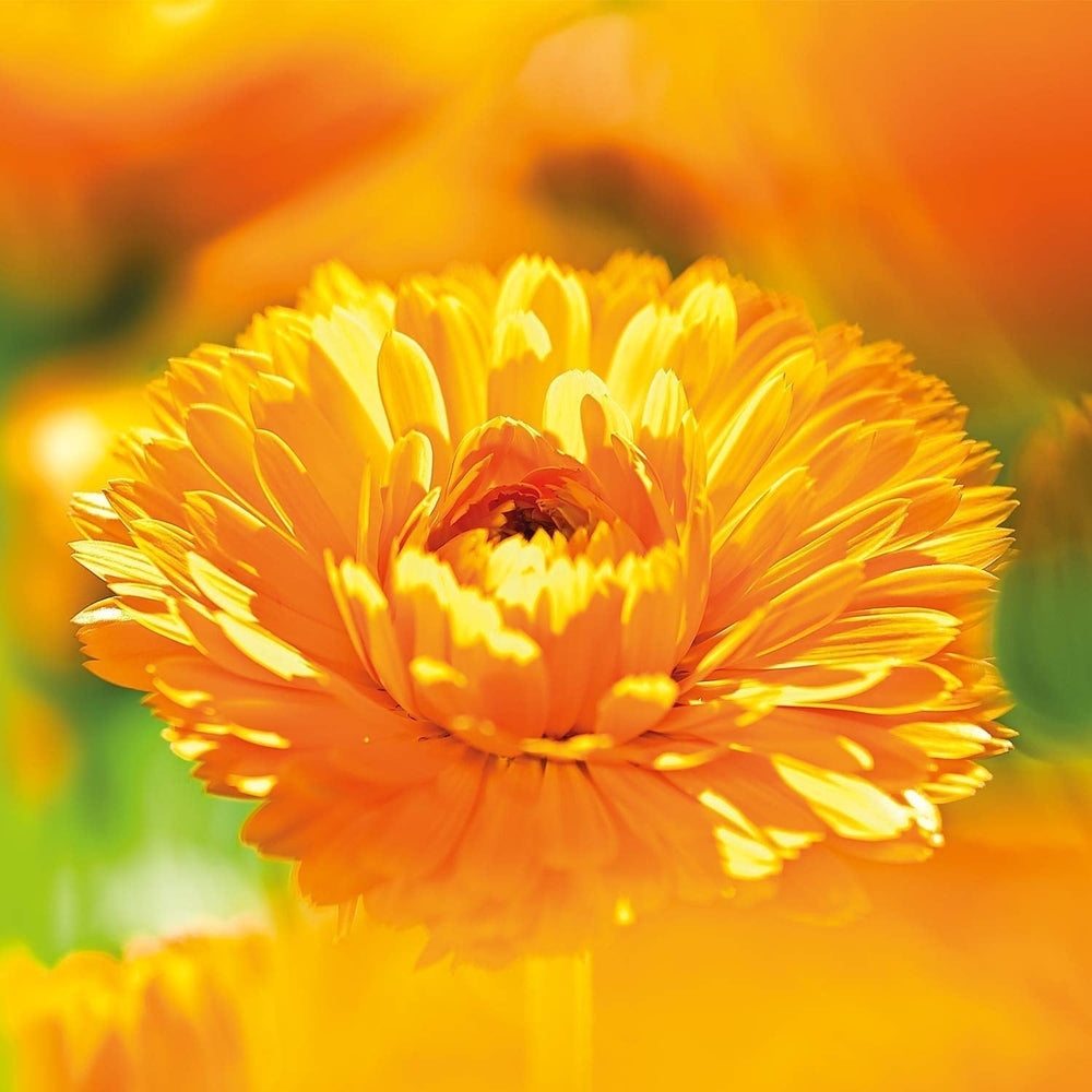 WELEDA Organic Baby Calendula Face Cream - Cremă hidratantă cosmetică naturală cu ulei de migdale și ceară de albine pentru îngrijirea pielii uscate. Cremă naturală de îngrijire facială pentru bebeluși și copii (1x 50ml) Copii - Baie si Skincare Naty Shop